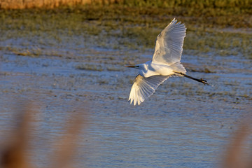 Silberreiher im Flug