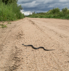 A small snake crawls along the sandy road against the background of a stormy sky.