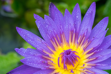 Beautiful waterlily or lotus flower./Beautiful waterlily or lotus flower with dew in sunshine