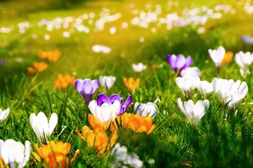 Selbstklebende Fototapeten Krokuswiese Frühlingserwachen © magicbeam