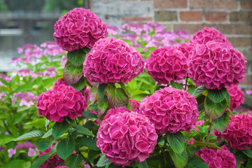 Beautiful large purple hydrangea flowers in the summer Park