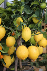 lemon tree with yellow ripe fruit