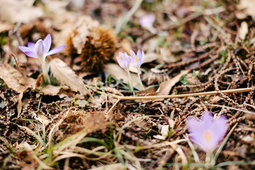 Spring flowers in meadow