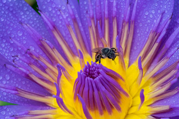 Close-up flower. A beautiful purple waterlily or lotus flower