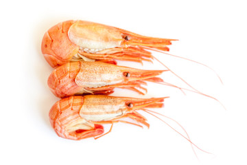 Shrimp isolated on white background.