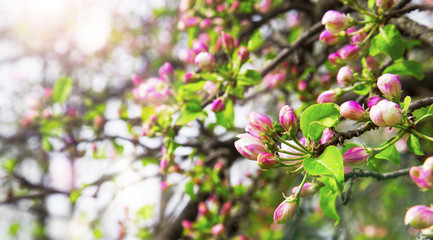Spring blossom with flower buds in the sunlight