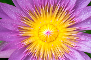 Beautiful waterlily or lotus flower with dew in sunshine