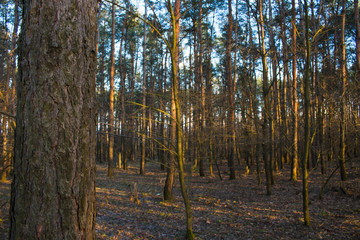 Obraz premium Spruce forest