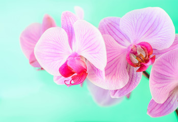 Pink orchid flower background