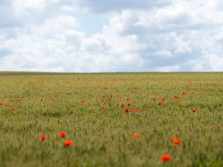 champs de coquelicots 