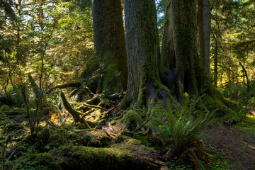 Lots of mosses at the Spruce Trail at Hoh Rainforest at Olympic National Park, Washington USA