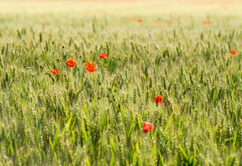 champs de coquelicots blé