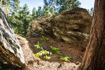 Fresh leaves between the Rocks in Forest at Black Hills, route 26A, South Dacota, USA