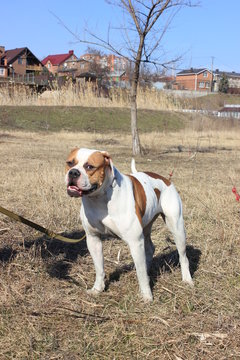 American bulldog champion