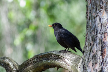 Amsel