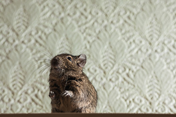 active rodent