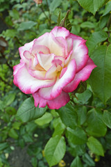 Pink and White rose flower blossom in spring