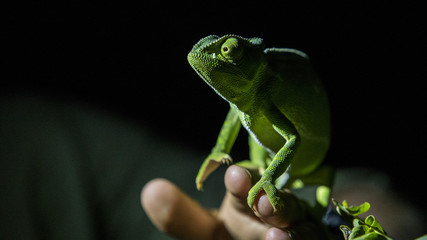 Chameleon at Night Safari South Africa