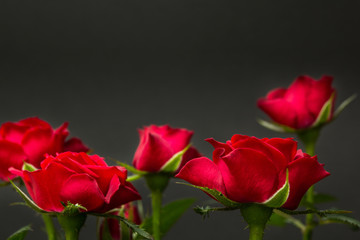 Obraz premium Close-up of red roses on a black background.