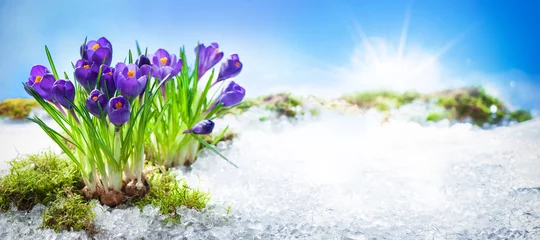 Crédence de cuisine en verre imprimé Crocus Fleurs de crocus qui fleurissent à travers la fonte des neiges