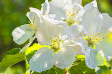 White apple blossoms on a background of spring green leaves