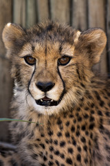 Cheetah cub with beautifull eyes 