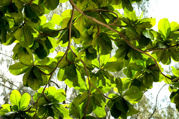 Fototapeta na wymiar green leaves of mangrove tree