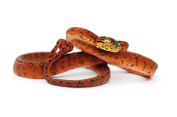 snake isolated on white background