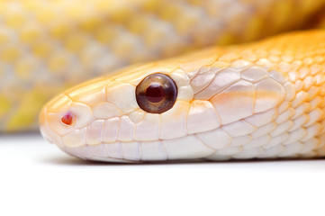 snake isolated on white background