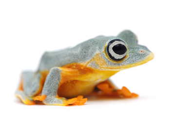 macro frog isolated on white background