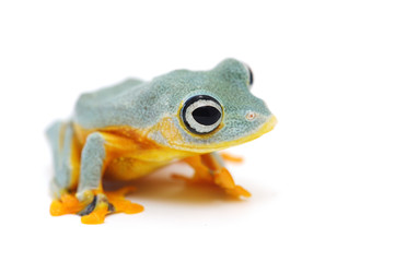 frog isolated on white background