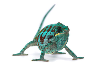 chameleon isolated on white background