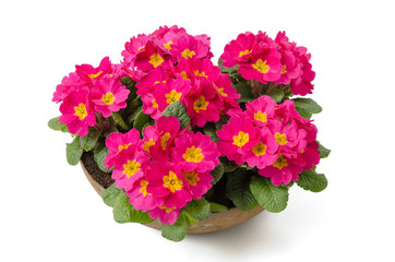 Obraz premium Blumenschale mit Primeln