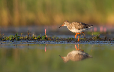 Common Redshank - Tringa totanus - feeding at a wetland