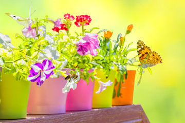 Summer flowers in colorful flowerpots backlit on a blurred background