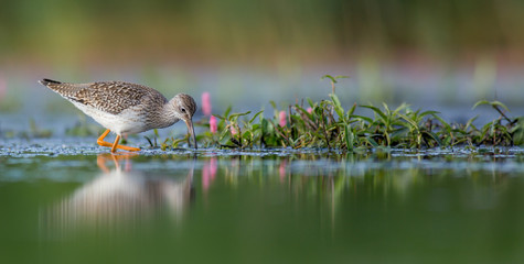 Common Redshank - Tringa totanus - feeding at a wetland