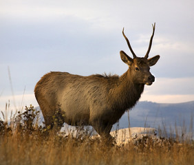 Naklejka na ściany i meble Young Male Elk National Bison Range Charlo Montana