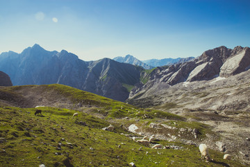 BAVARIAN ALPS, GERMANY - AUGUST, 2016 : landscape