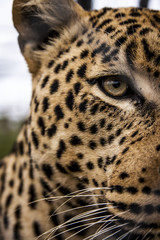 Fototapeta na wymiar Leopard eye 