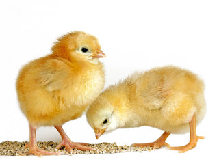 Two  few day old chicks feeding grain, against white background