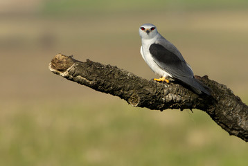 Adult of black-shouldered. Elanus caeruleus.