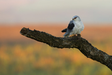 Adult of black-shouldered. Elanus caeruleus.