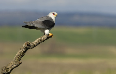 Adult of black-shouldered. Elanus caeruleus.