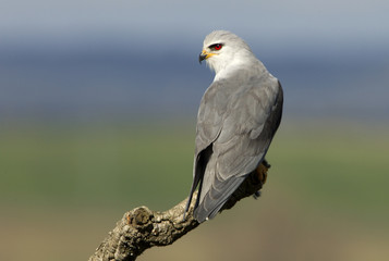 Adult of black-shouldered. Elanus caeruleus.