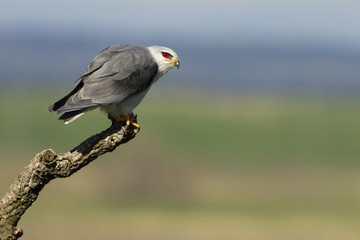 Adult of black-shouldered. Elanus caeruleus.