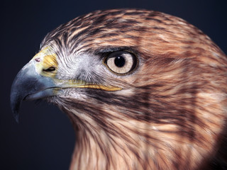 Hawk buteo close-up at red and blue tones looking to the left serious