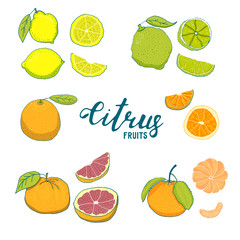 Color illustration of citrus fruits. Linear hand-drawing. Isolated on white background. Big set of fruits.