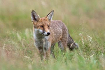 Red Fox (Vulpes vulpes)/Red Fox in summer meadow