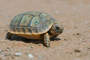 Spur-thighed Tortoise (Testudo graeca)/Tiny Spur-thighed Tortoise in Moroccan desert