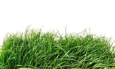 Green grass isolated on white background